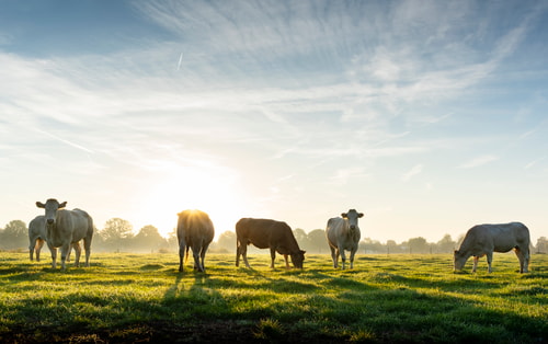 Dairy