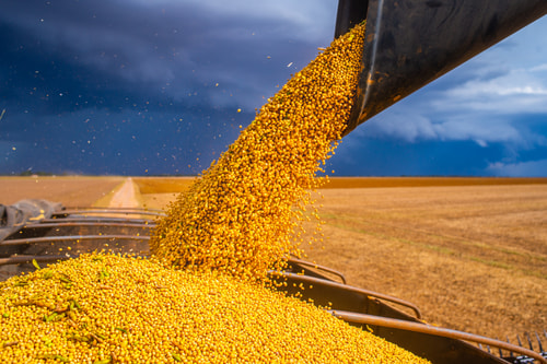 Grains & Oilseeds